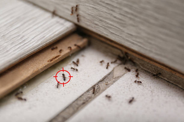 Best Bird Control  in Novi, MI
